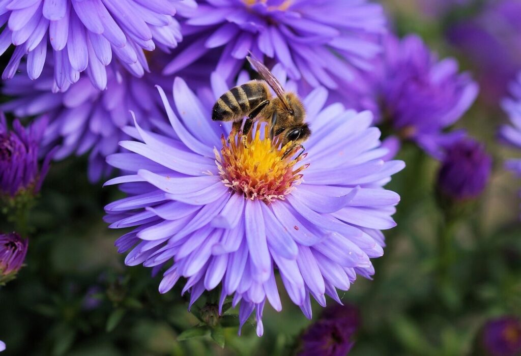 Sustainable Beekeeping Practices