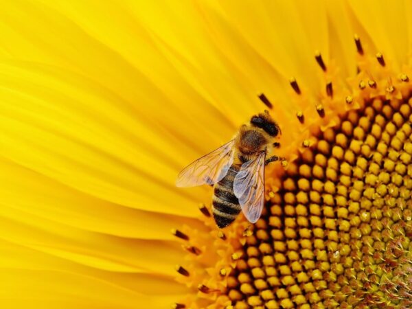 Sustainable Beekeeping Practices