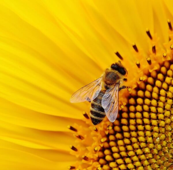 Sustainable Beekeeping Practices