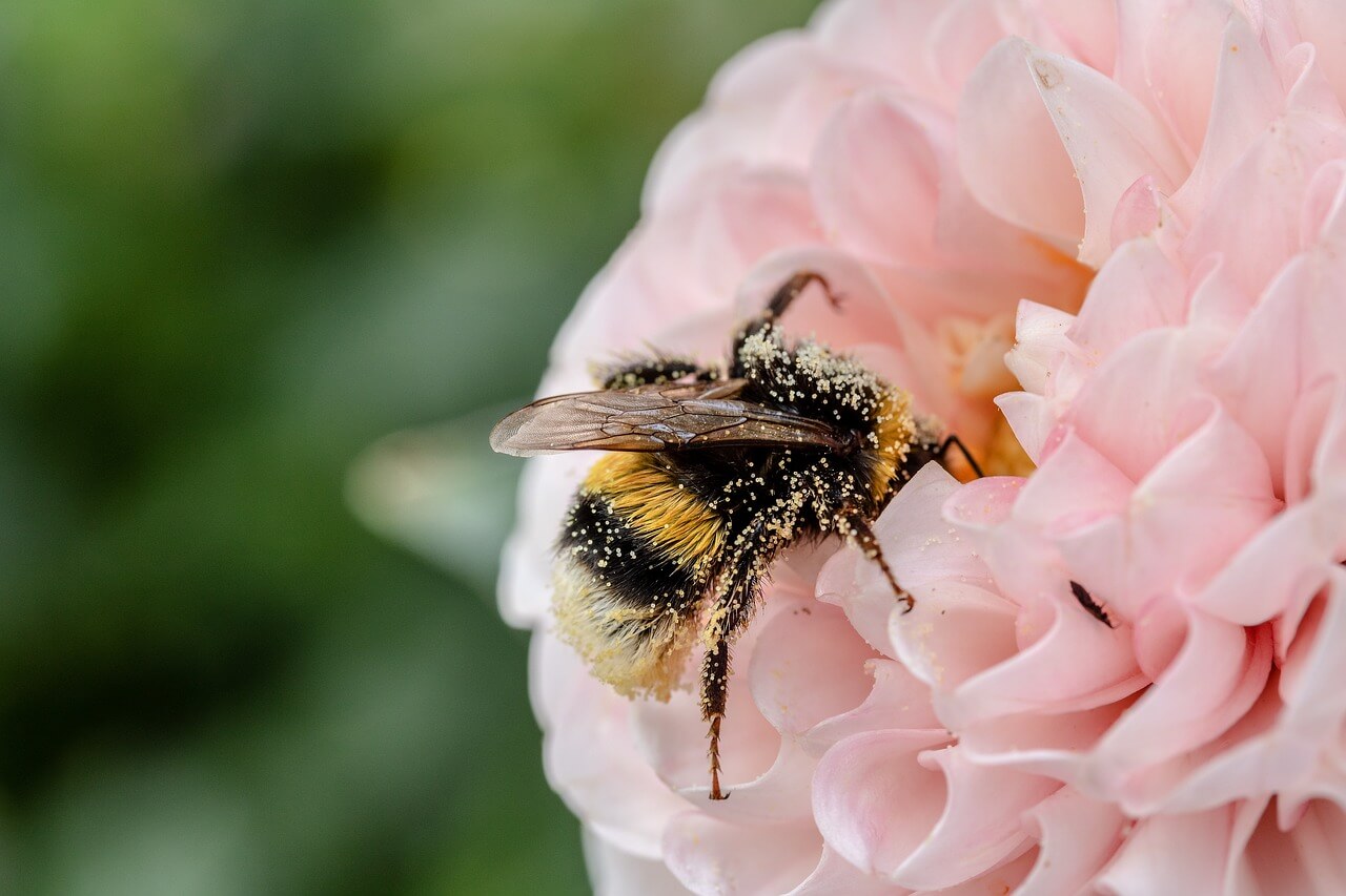 Sustainable Beekeeping Practices